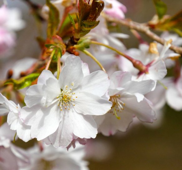 Cherry Blossoms 2021