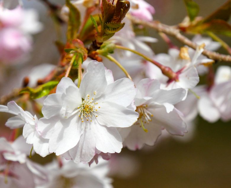 Cherry Blossoms 2021