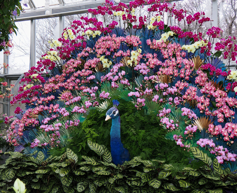 Orchid Show 2025