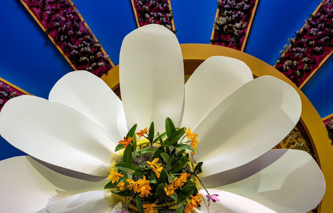 Orchid Show 2026: Feelin’ Groovy!