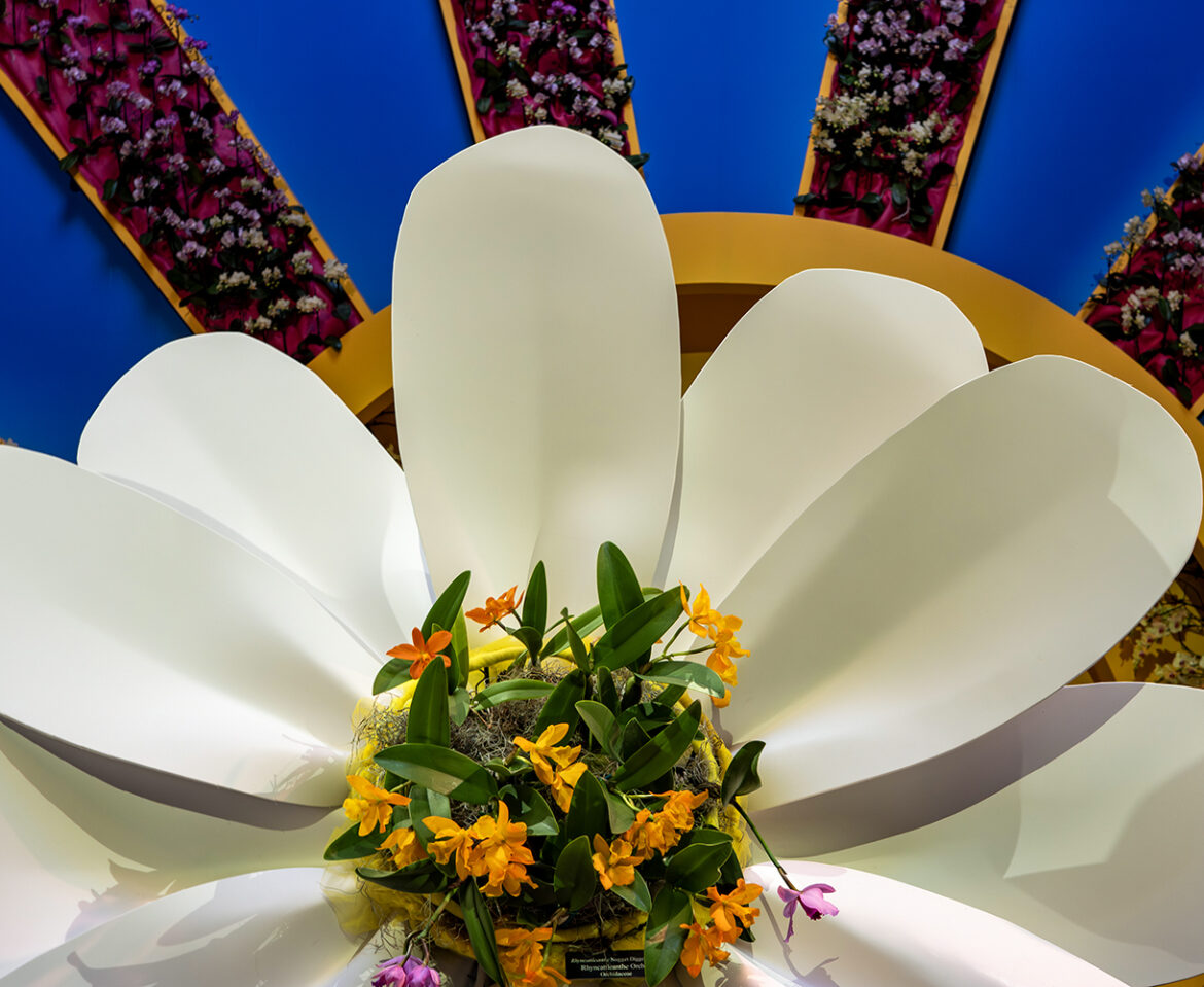 Orchid Show 2026: Feelin’ Groovy!