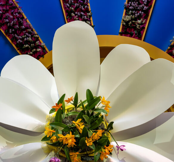 Orchid Show 2026: Feelin’ Groovy!